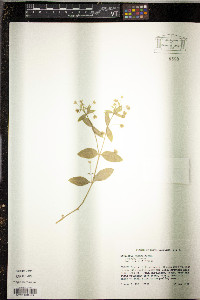 Stellaria pubera image