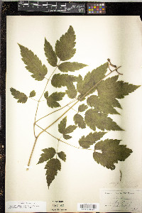 Actaea pachypoda image