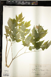 Actaea pachypoda image