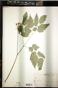 Actaea pachypoda image