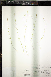 Polygala ambigua image