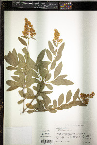 Ligustrum vulgare image