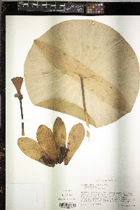 Nelumbo lutea image