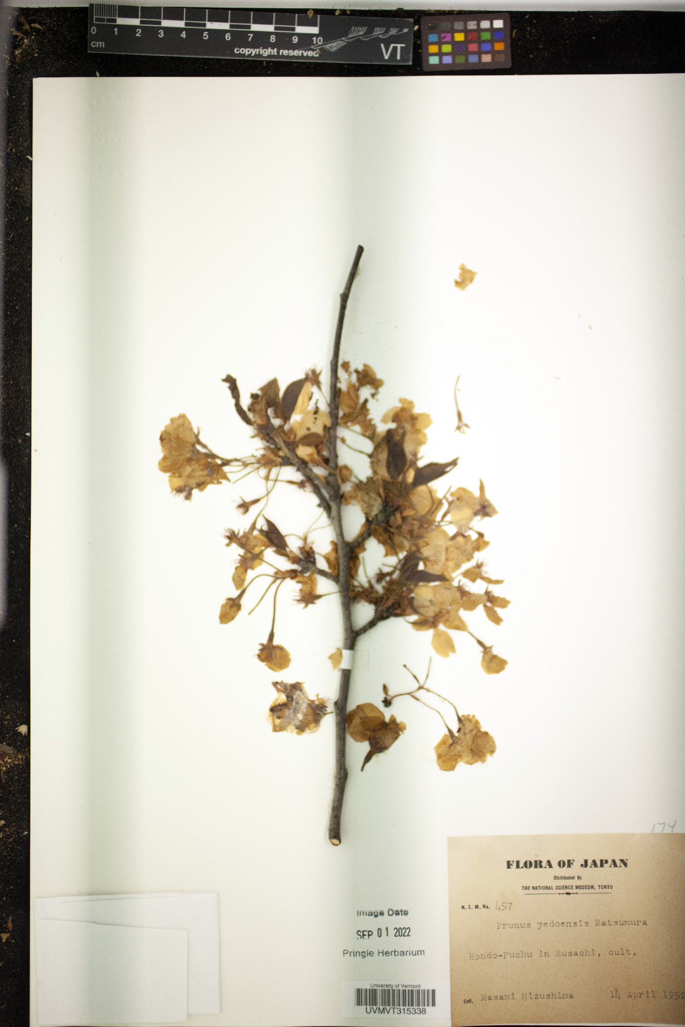 Cerasus yedoensis image