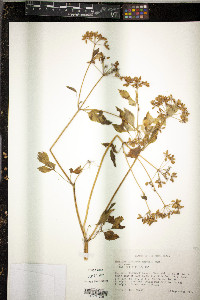 Thaspium barbinode image