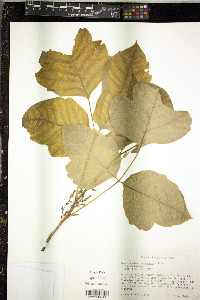 Toxicodendron pubescens image