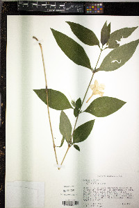 Ruellia strepens image