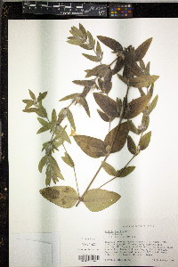 Ruellia humilis image
