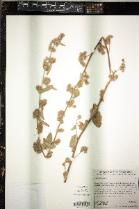Waltheria indica image