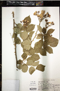 Rosa wichuraiana image