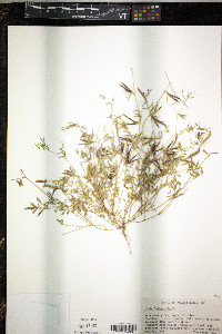 Vicia lathyroides image