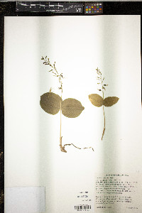 Listera caurina image