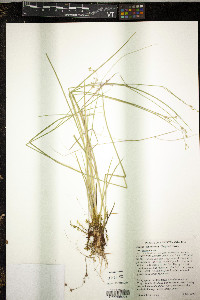 Juncus subcaudatus image