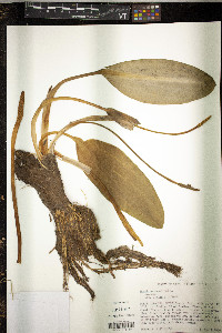 Orontium aquaticum image