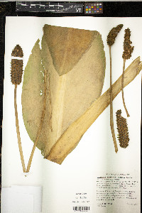 Lysichitum americanum image