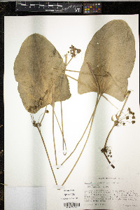 Echinodorus cordifolius image