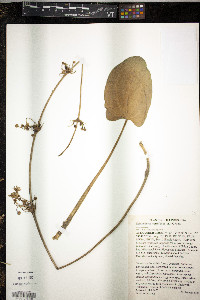 Echinodorus cordifolius image