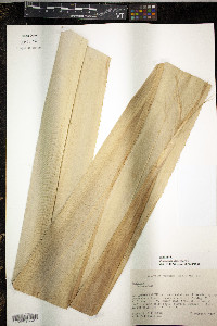 Pandanus utilis image