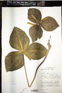 Trillium luteum image