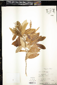 Capparis cynophallophora image
