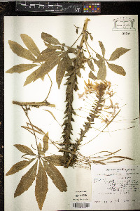 Tarenaya hassleriana image