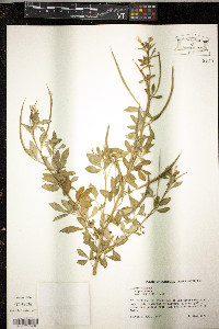 Arivela viscosa image