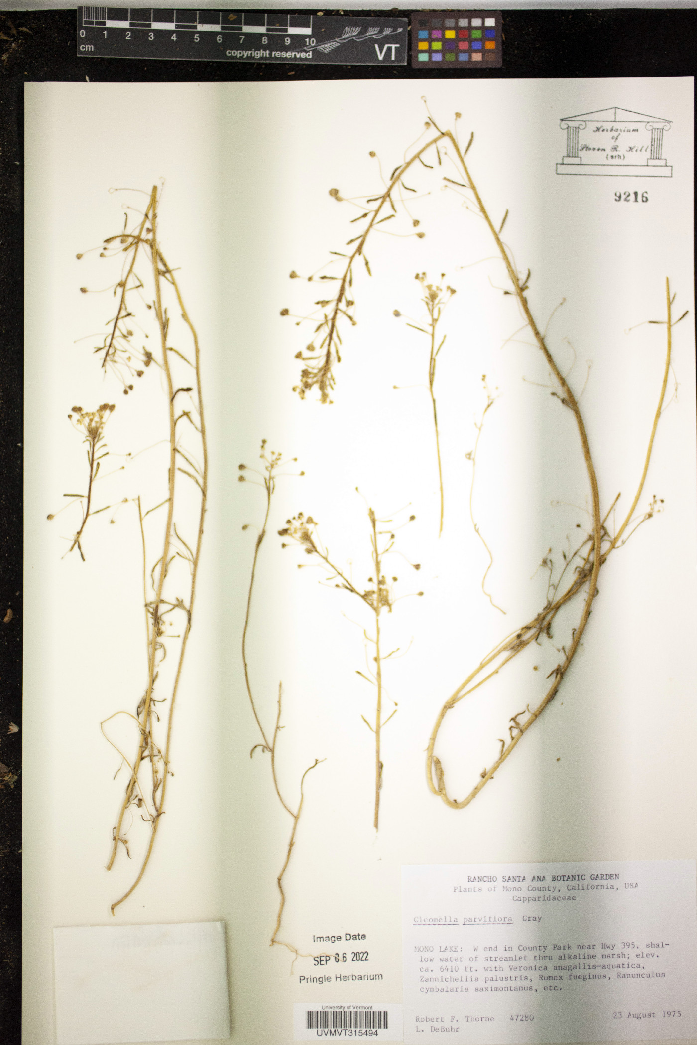Cleomella parviflora image