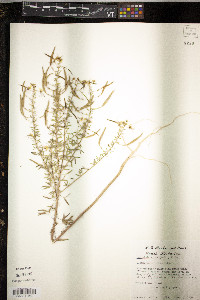 Polanisia erosa image
