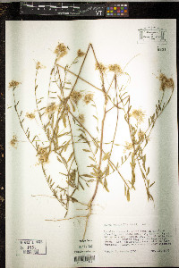 Warea cuneifolia image