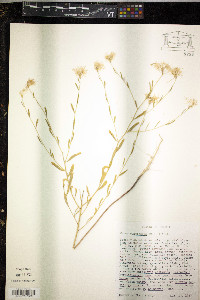 Warea cuneifolia image