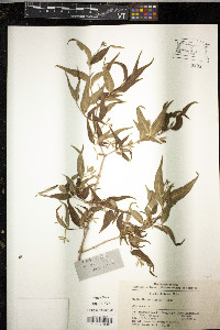 Abelia dielsii image