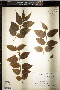 Diervilla lonicera image