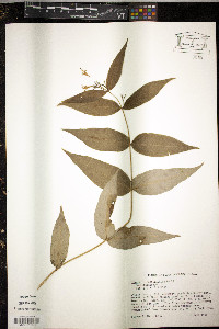 Diervilla sessilifolia image