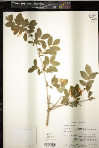 Lonicera tatarica image