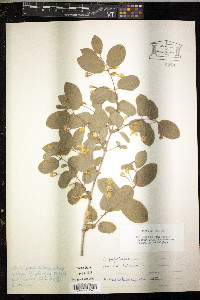 Lonicera tatarica image