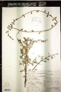 Symphoricarpos microphyllus image
