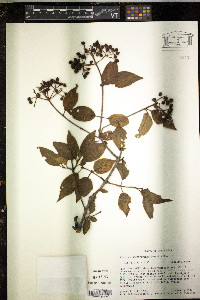 Viburnum costaricanum image