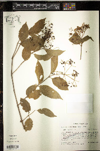 Viburnum costaricanum image