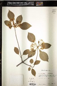 Viburnum lentago image