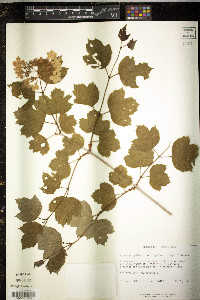 Viburnum opulus var. opulus image