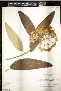 Viburnum rhytidophyllum image