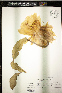 Epiphyllum oxypetalum image