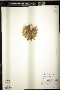 Ferocactus setispinus image