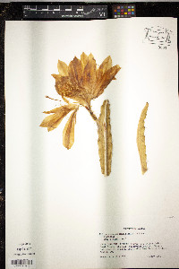 Heliocereus schrankii image