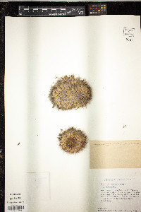 Mammillaria karwinskiana image