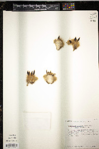 Mammillaria prolifera image