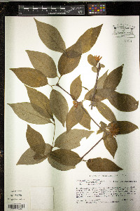 Calycanthus floridus image