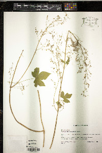 Humulus japonicus image