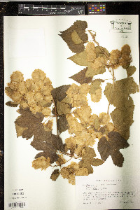 Humulus lupulus image