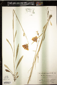 Campanula persicifolia image